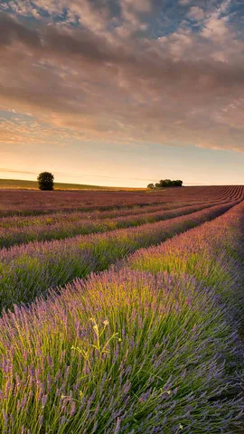 Roxo at&eacute; onde a vista alcan&ccedil;a