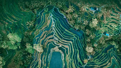 俯瞰层叠的梯田
