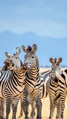 Um dia para primos de todas as faixas