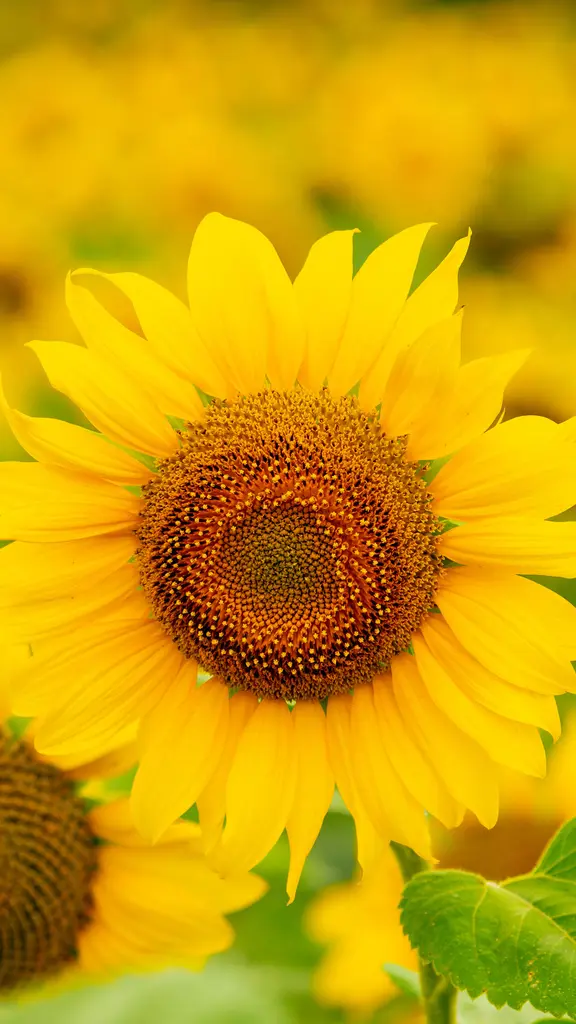 Incanto Giallo
