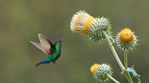 Spread the pollen