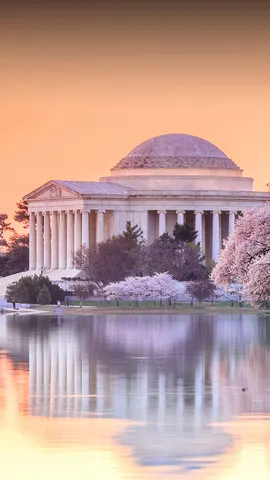 Cherry trees spring to life