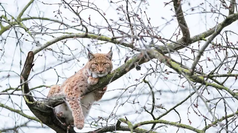 Le sphinx des bois