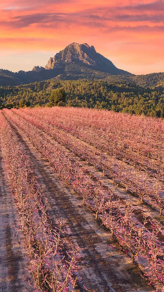 El para&iacute;so rosado de Murcia