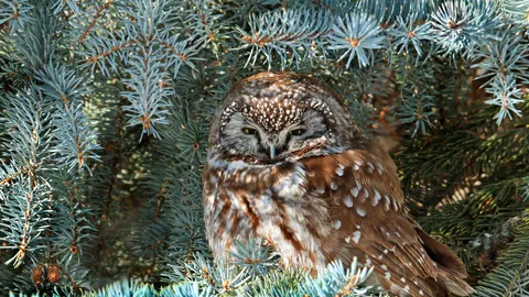 Owl eyes on you