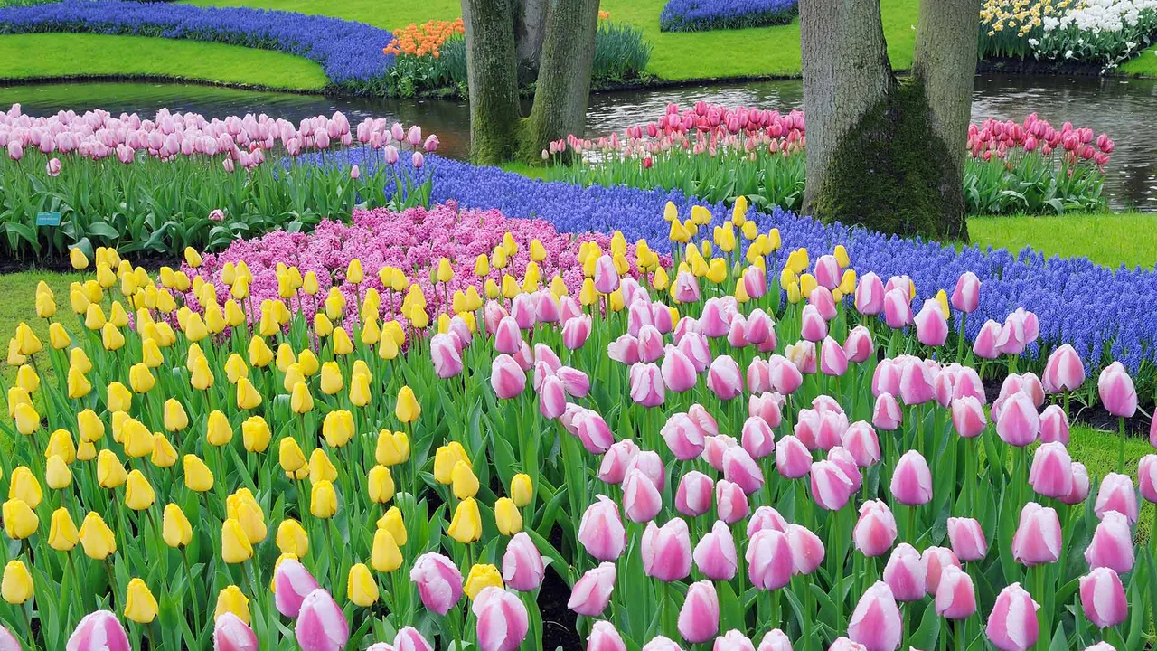 Tulips run the show