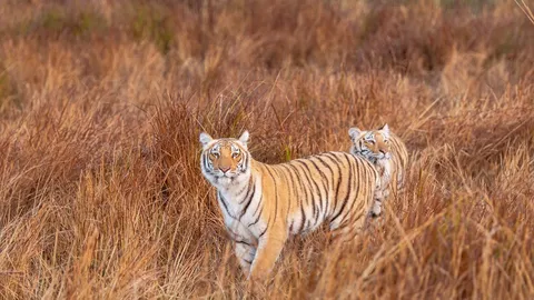 Roar and explore