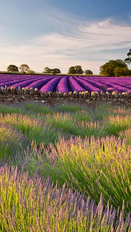 Dov'&egrave; questo manto di fiori viola?