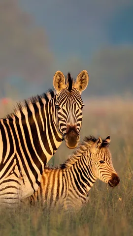 Stripe a pose