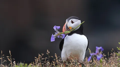 atlantic-puffin-holding-a-wild-iris-in-his-beak-in-elliston