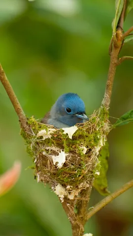 A cozy cradle