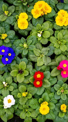 Blumenteppich