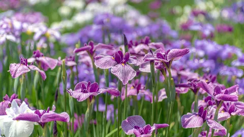 Fiori come Origami