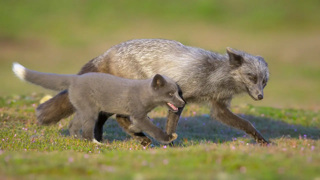 This father won't be outfoxed