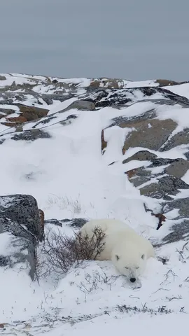 A long winter's nap