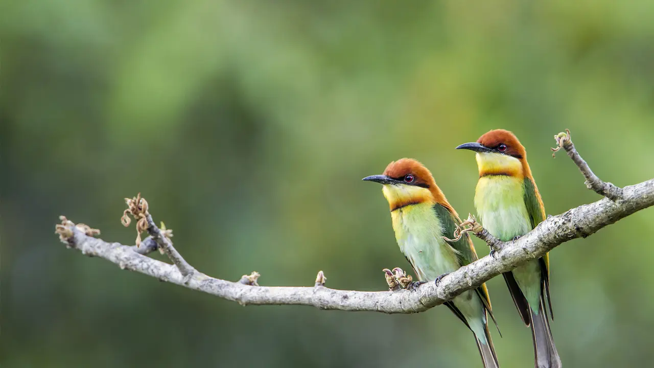 Birds of a feather