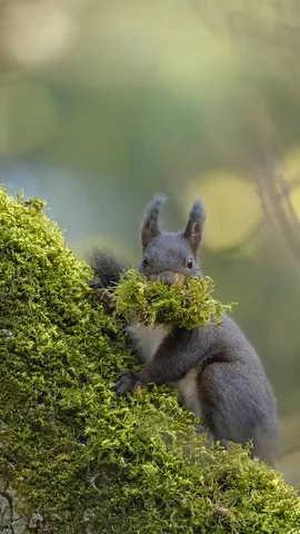 Twig by twig, she prepares