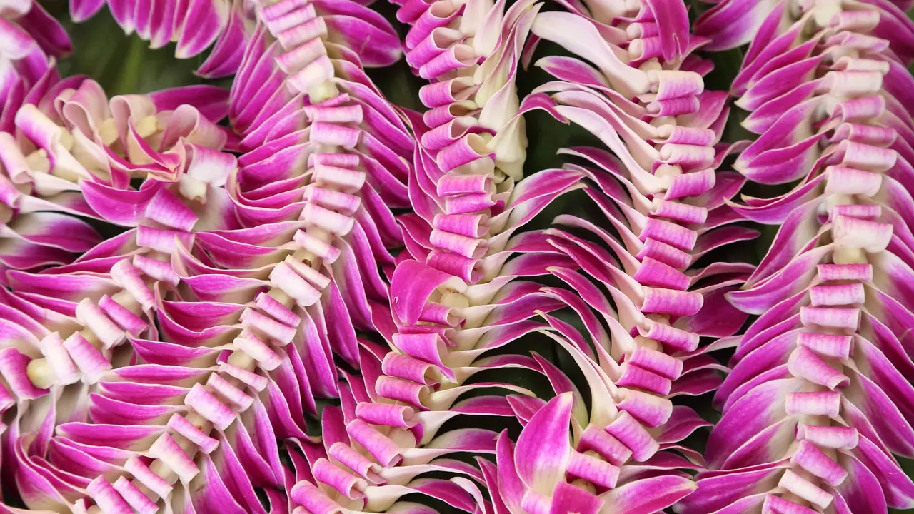 'May Day is Lei Day in Hawaii Nei'
