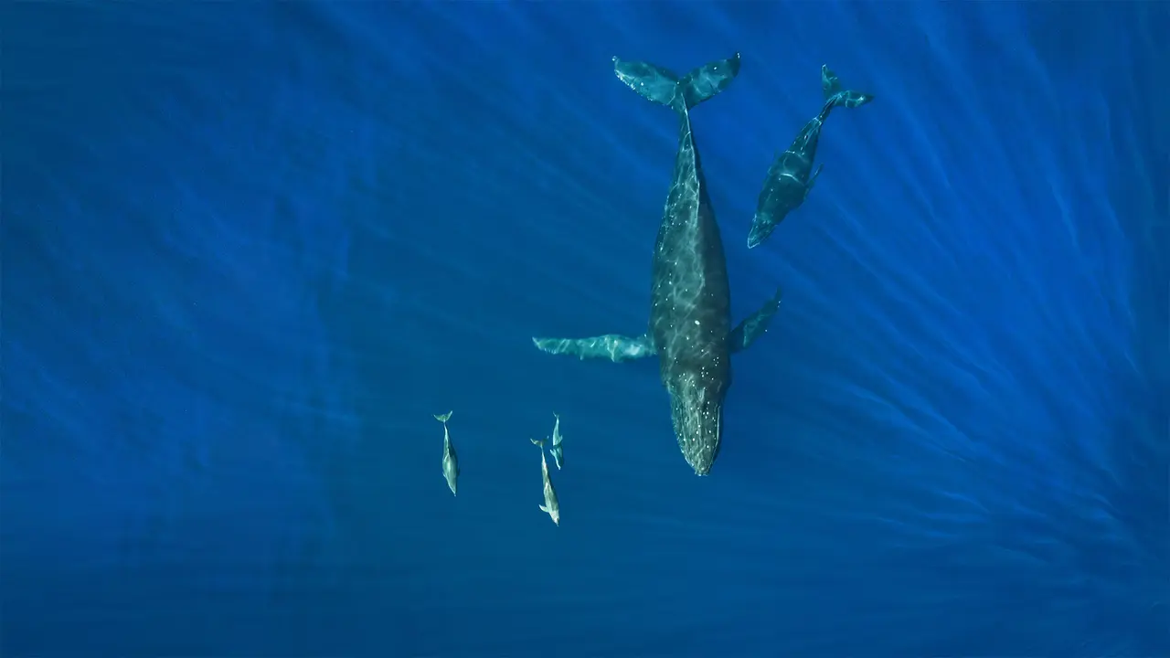 在海洋里畅游的座头鲸和海豚，美国夏威夷州