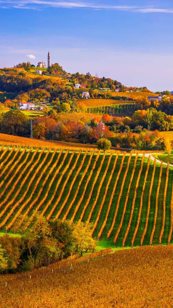 Un calice di vino?