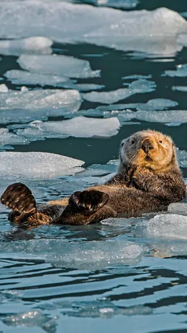 令人惊叹的海獭