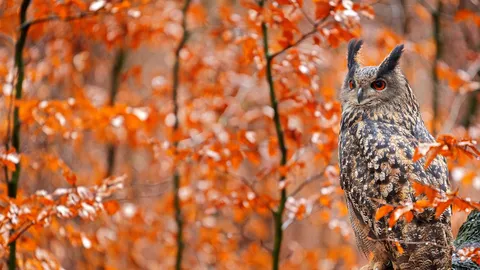 Majest&auml;tische J&auml;ger der Nacht