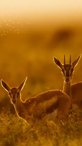 Siguiendo el ejemplo de mam&aacute;