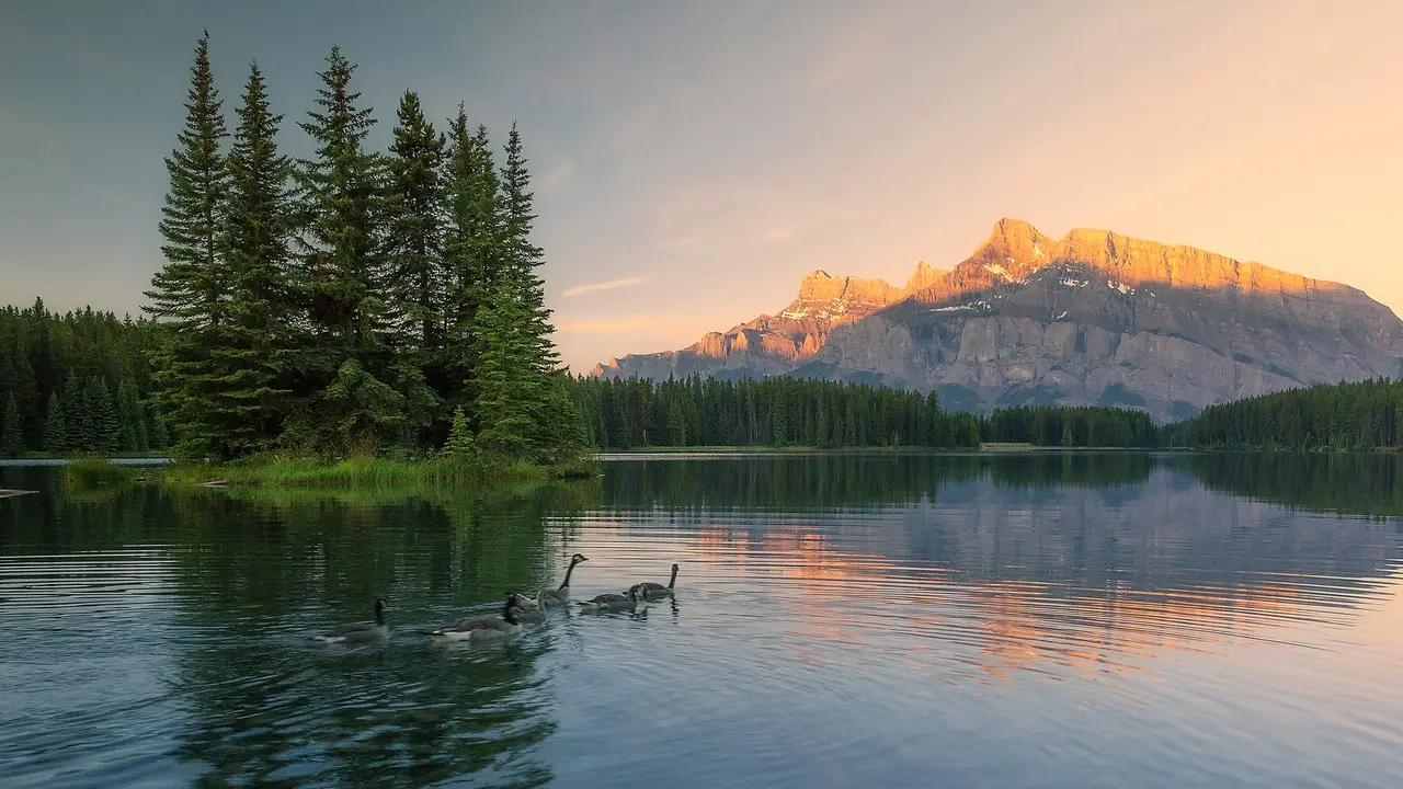 Feathered friends