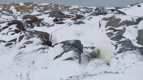A long winter's nap