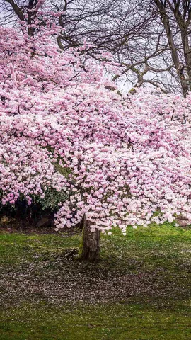 Cherry blossom season!