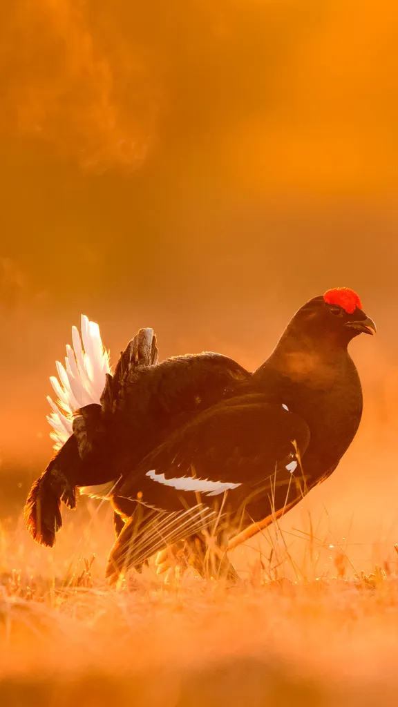Black grouse males facing off on a lekking site, Estonia
