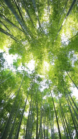 绿意盎然