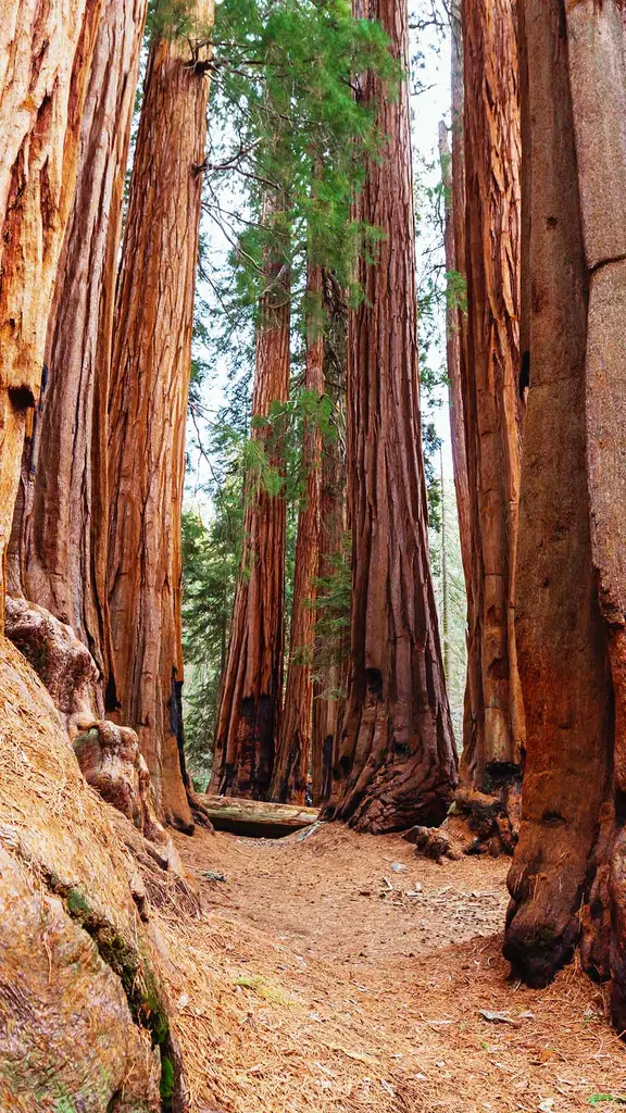 &iquest;Has visto &aacute;rboles m&aacute;s grandes?