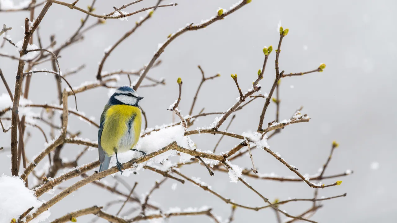 Une touche de couleurs qui ravive l'hiver