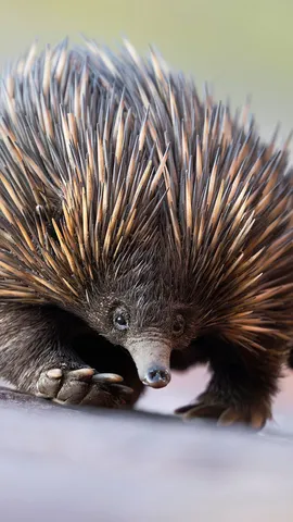 激发你的好奇心