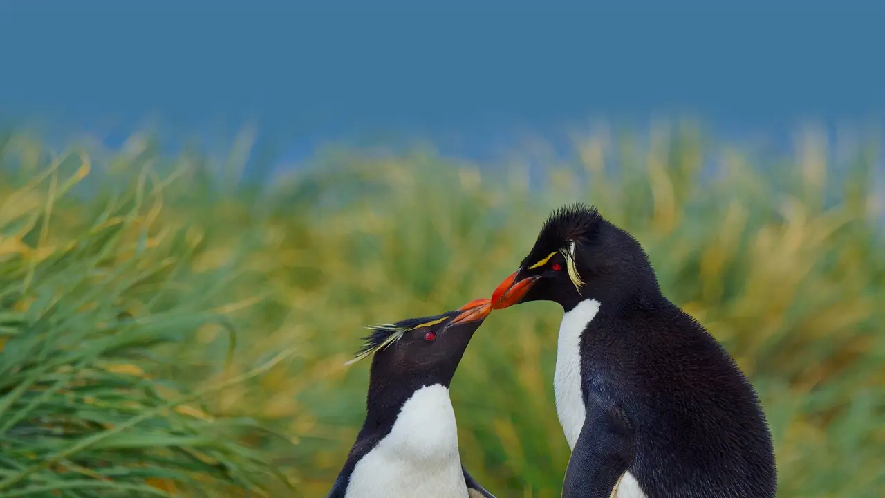 K&uuml;ssende Pinguine