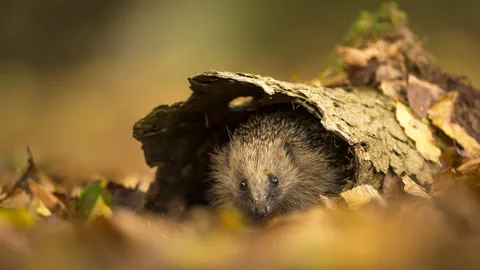 This spot's taken