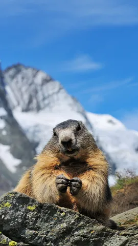 O veredito da marmota
