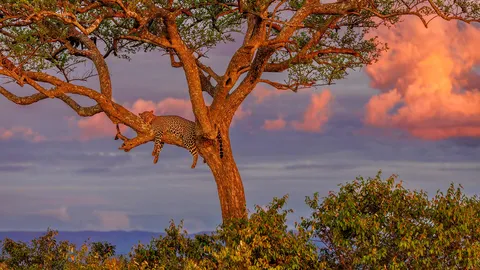 今日は国際ヒョウの日