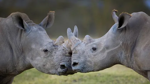 On the frontline of extinction