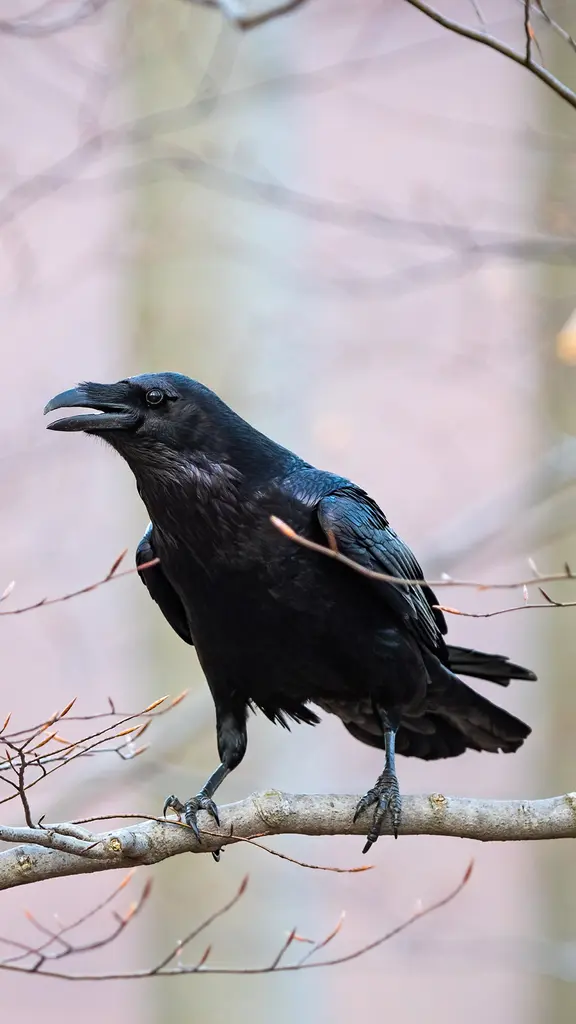 Here's to ravens, evermore