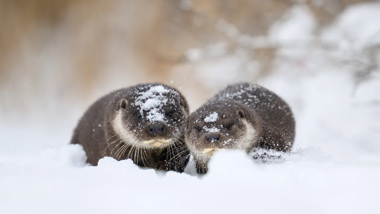 Otter-ly Estonia