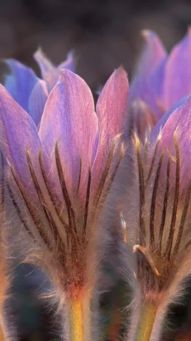 Sandilands省级森林中被白霜覆盖的番红花，加拿大曼尼托巴