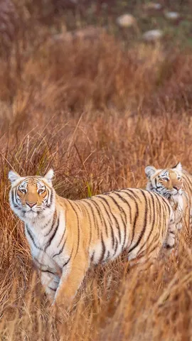 Roar and explore