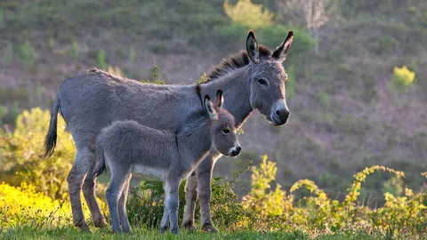 More than a hee-haw