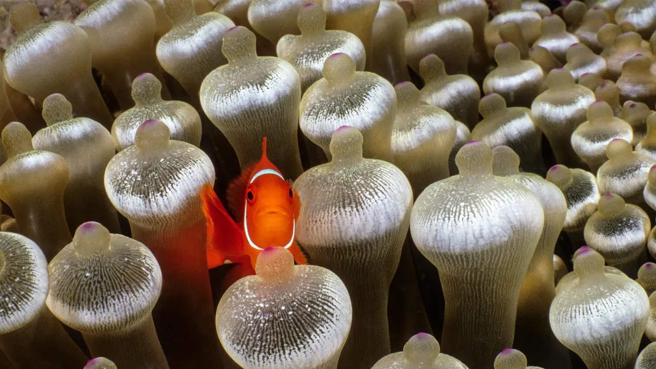 In the bubble-tip zone