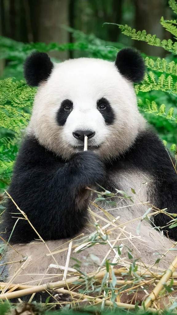 Into the Pandaverse