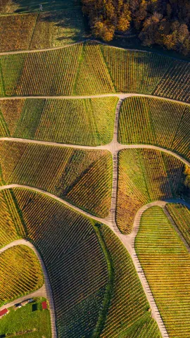 Oto&ntilde;o en vi&ntilde;as