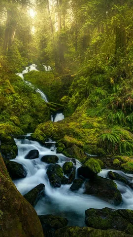 Moss and mist