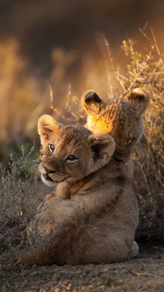 Um filhote de le&atilde;o, raio da manh&atilde;